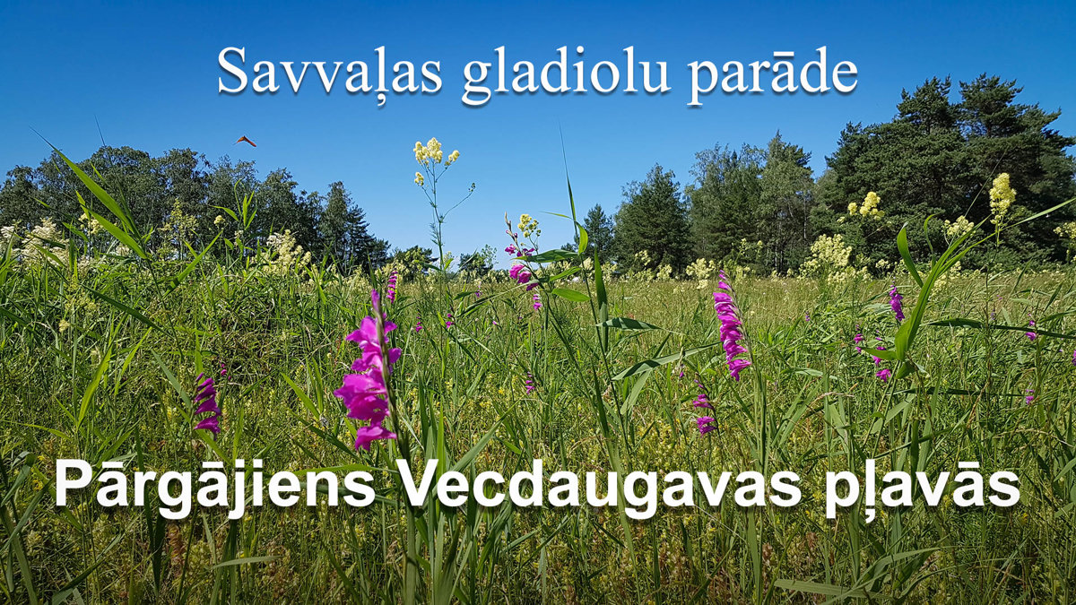 Pārgājiens Savvaļas gladiolu parāde Vecdaugavas pļavās